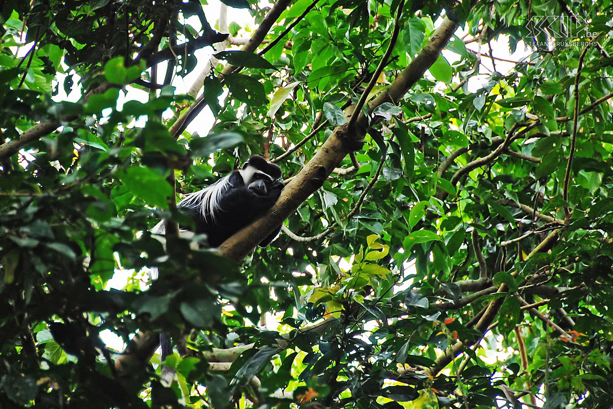 Entebbe - Zwart-witte colobus aap Ook ontdekken we er de eerste colobus of franje-apen waaronder deze zwart-witte colobus aap. Stefan Cruysberghs